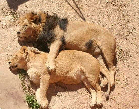 Спящие лев и львица