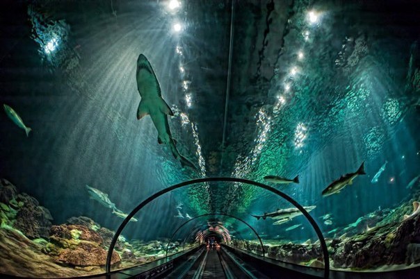 Стеклянный тоннель сквозь аквариум с акулами во Флориде, С