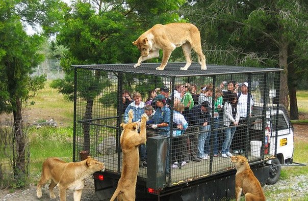 Туристы наблюдают за кормлением львов в парке для диких жи