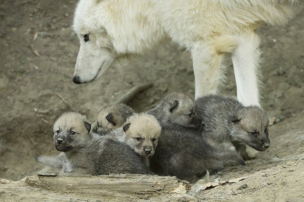 В зоопарке Вены родились арктические волчата.
