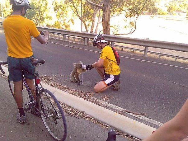 Велосипедисты остановились напоить коалу, Австралия