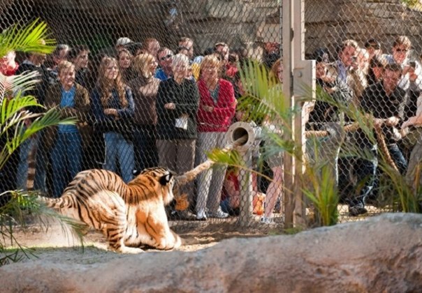 Выяснить, кто круче, можно в американском зоопарке “Busch Garde