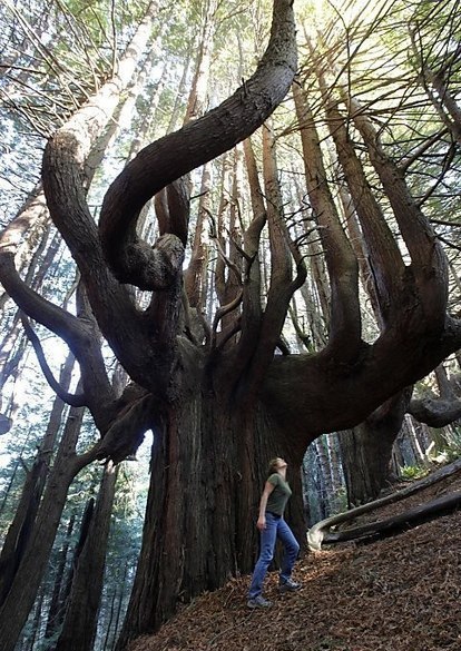 Волшебный лес, Калифорния.