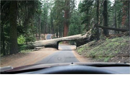 Вот такой необычный туннель можно встретить в California’s Sequoia National Park