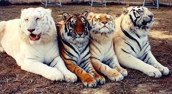 Вот в таких цветовых гаммах существуют тигры.
