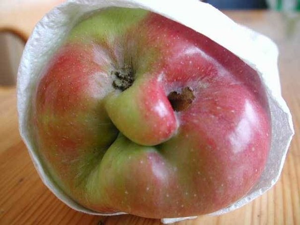 Яблоко-бабушка.