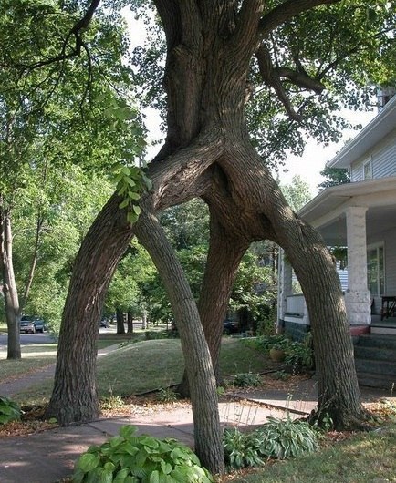Удивительное "четвероногое" дерево, Сидар-Фолс, Айова, США.