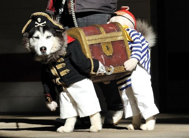 Забавный костюм для собаки :)