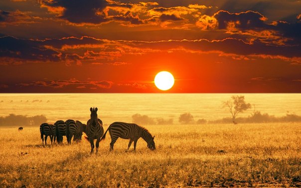 Закат в саванне. Намибия.