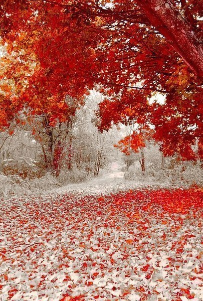 Зима и листопад встретились в один день! Осень в штате Мине