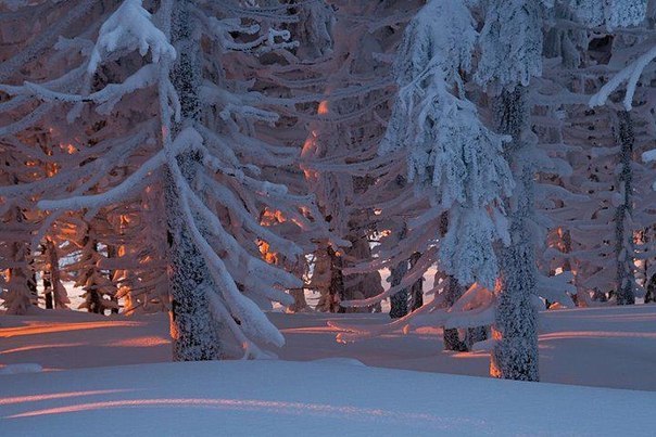 Зимний лес, Сибирь, Россия.