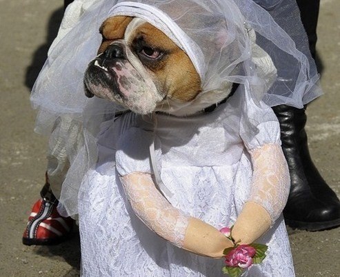 Знатная невеста!