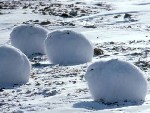 Арктические зайцы.