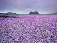 Цветение пустыни Юта, США.