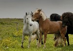 Даже в неволе лошади остаются животными, воплощающими сво