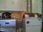 Кот, который не определился со спальным местом )))