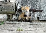 "Лисята: смелый и робкий". Автор фото: Wenda Atkin.