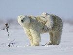 Медвежонок вскарабкивается на маму