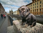 Очаровательный житель Санкт-Петербурга