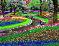 Парк Keukenhof неподалеку от Амстердама, Нидерланды.