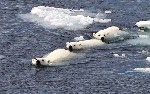 Семья белых медведей дружным строем плывет в водах Шпицбергена, Норвегия.