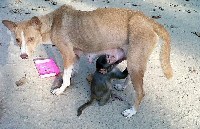 Собака по кличке Минту, мать семерых щенков, вскармливает детеныша обезьяны, Бангладеш