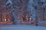 Зимний лес, Сибирь, Россия.