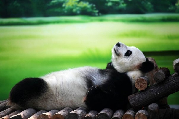 10-летняя панда по имени Xin Yue лежит на деревянном шезлонге в