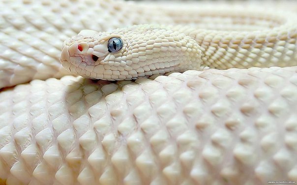 Белая чешуйчатая змея.
