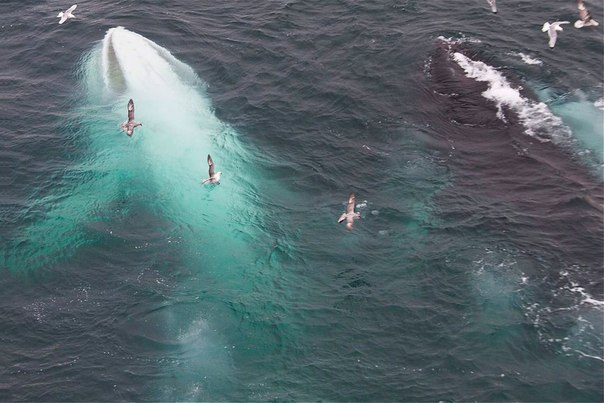 Белый кит у берегов Свальбарда