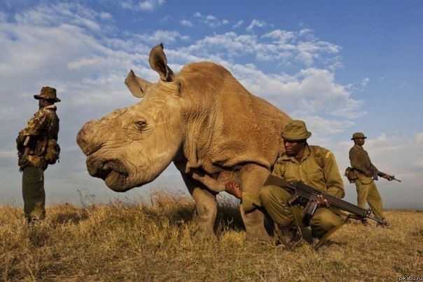 Белый носорог, которых осталось всего 4 в мире, бродит в окр