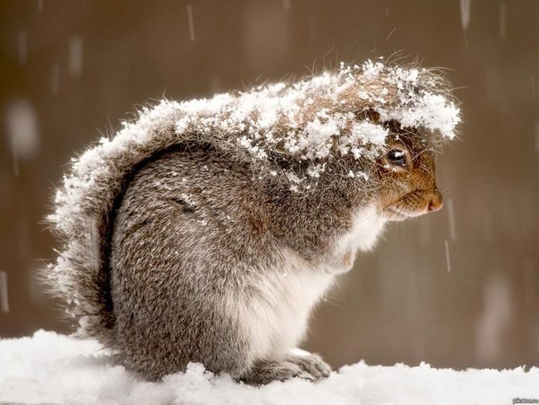 Белка прячется под своим хвостом во время снежной бури.