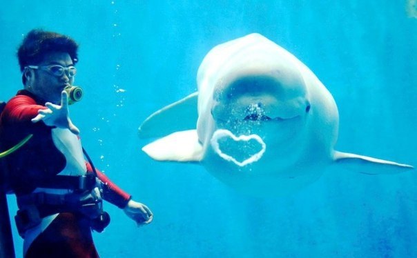 Белуха пускает пузыри в виде сердца в дельфинарии Полярного центра в китайском Харбине в этот вторник. Чтоб