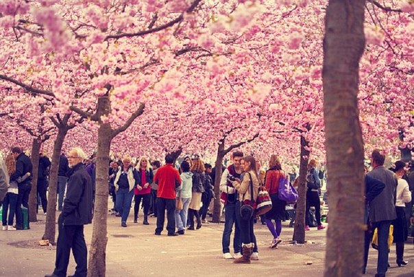 Цветение сакуры в парке - в центре СтокгольмаШвеция.