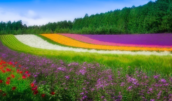 Цветочное поле, Хоккайдо, Япония.