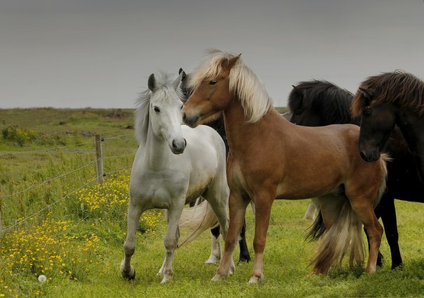 Даже в неволе лошади остаются животными, воплощающими сво