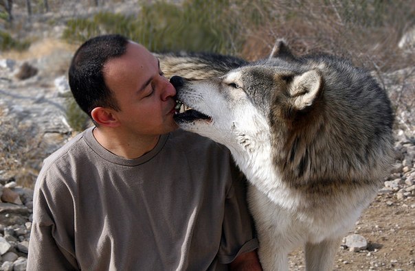 Доверительный поцелуй с волком.