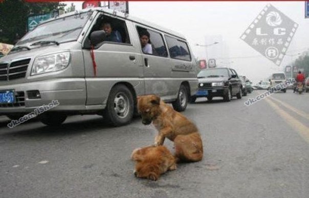 Два щенка в г. Бангкок Тайланд перебегали дорогу. Одного ще