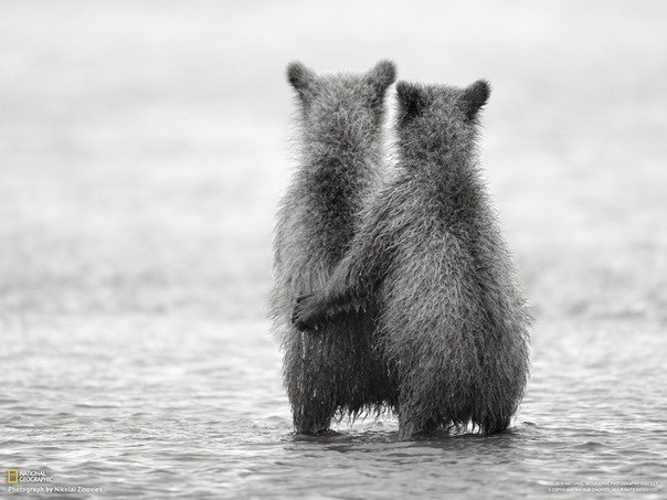 Двухгодовалые медвежата, брат и сестра, ждут возвращения м