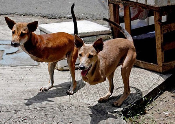 Этих «собакенгуру», которые живут на Филиппинах, зовут Кьют и Бамби. На самом деле эти две собаки просто ро