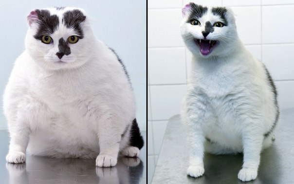 Фото дня: кошка Фифи из Брэдфорда до и после похудения.Так что диеты необходимы не только людям)