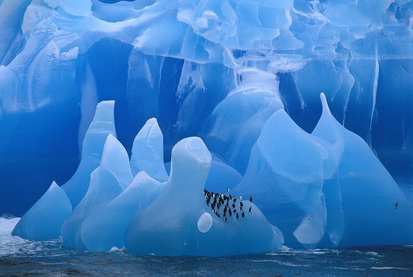 Frans Lanting, автор фото: «Эту стаю пингвинов на айсберге я фото