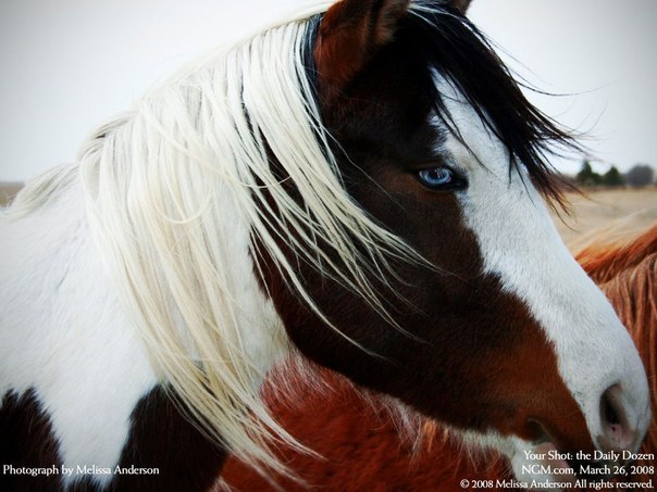 Голубоглазая лошадь, Северная Дакота, США.