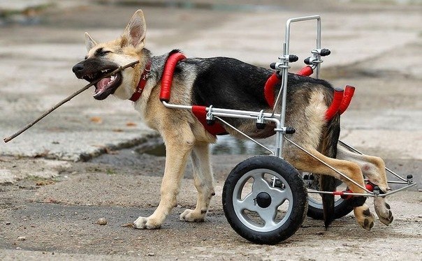 Жизнерадостный щенок-инвалид.