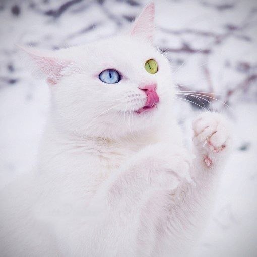 Кот с разным цветом глаз.