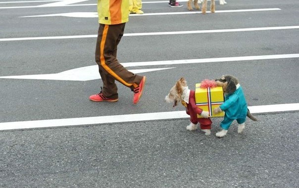 Креативный костюм для собаки.
