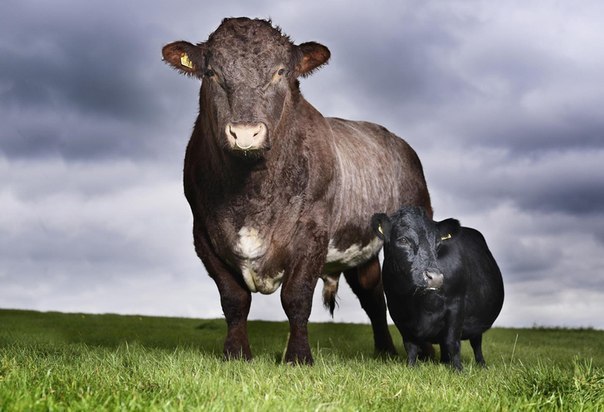 Ласточка (справа) – 11-летняя корова из Йоркшира стоит рядо