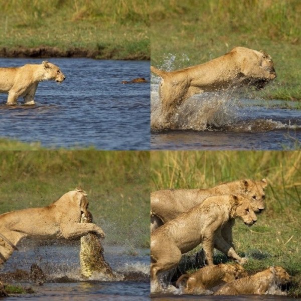 Львица нападает на крокодила, чтобы защитить свою семью.
