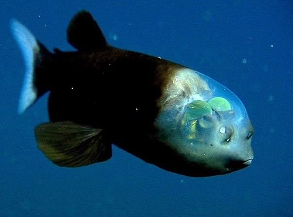 Macropinna microstoma - Глубоководная рыба с прозрачной головой - одн