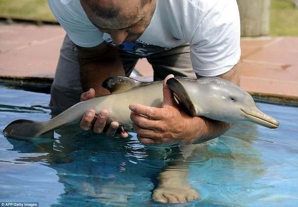 Малыш дельфин